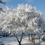 雪の花