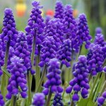 春の花