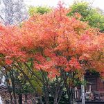 紅葉の季節です