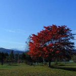 狩勝高原の秋