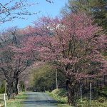 狩勝高原の春