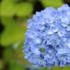アジサイ花の季節