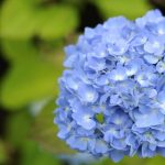 アジサイ花の季節