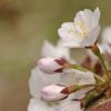 桜が咲き始めたと思ったら・・・