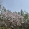 町内桜色