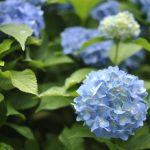 6月の花