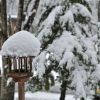 雪の朝