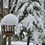 雪の朝