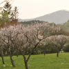 桜が散って梅が咲き