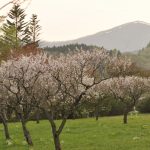 桜が散って梅が咲き