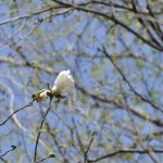 勢いのある花とそうでない花