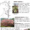 北新得だより（さほろ岳）第一号