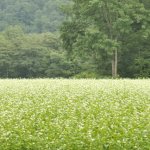 ソバの花が満開