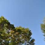 やっと終わった薪整理