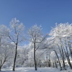 桜雪の朝