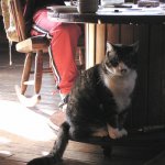 たまにはシャッキッと