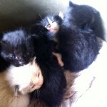 羽釜で生まれた子猫たち