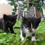 お釜の中の子猫　オコゲ
