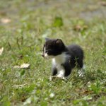 お釜から生まれた子猫