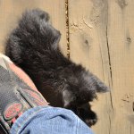 お釜から生まれた子猫