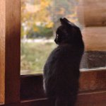 外を眺めるモコ