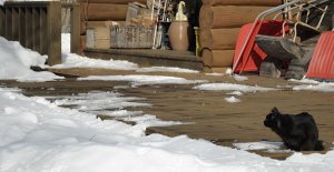 雪の残るベランダのモコ