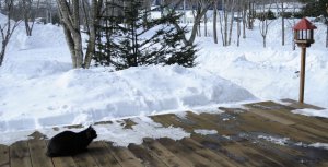 雪の残るベランダのモコ