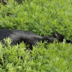 庭の草花に潜むモコ