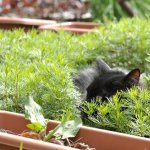 庭の草花に潜むモコ