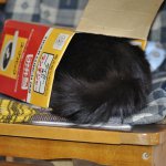 箱に隠れるモコ