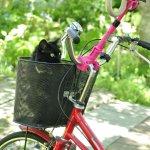 大阪のおばちゃん仕様