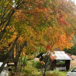 里も紅葉