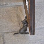 倉敷で見つけた黒猫
