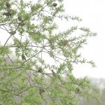 ヤナギの木にマヒワの群れ