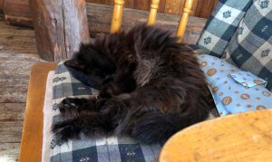 ロッキングチェアーで眠るモコ
