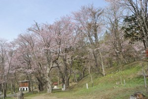 新得神社の桜