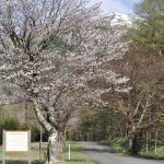 狩勝高原旧国道の桜並木