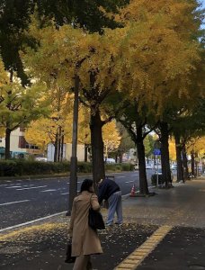 仙台の街路樹