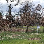 植樹されたかしわの木　芽室公園